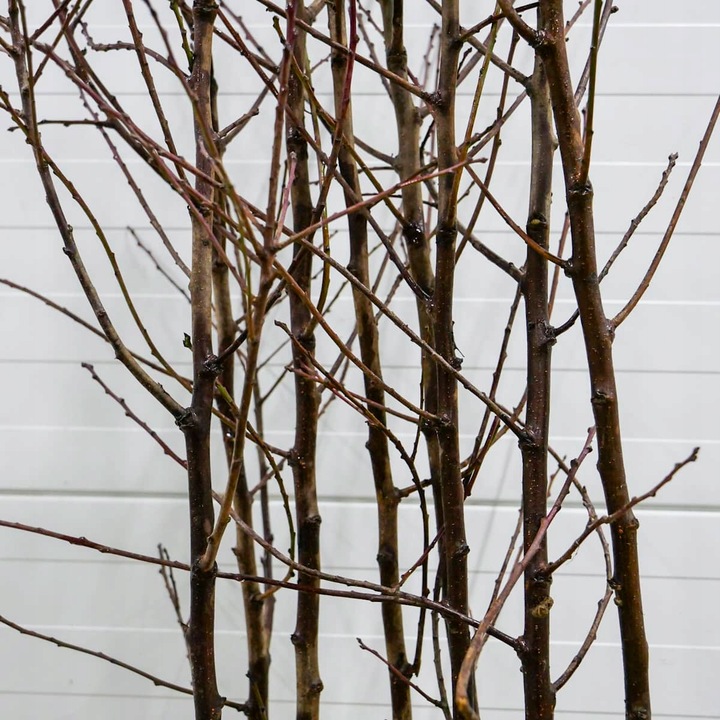 SADZONKI DRZEWKA OWOCOWE ŚLIWA TOPHIT PÓŹNA BARDZO DUŻA SOCZYSTA