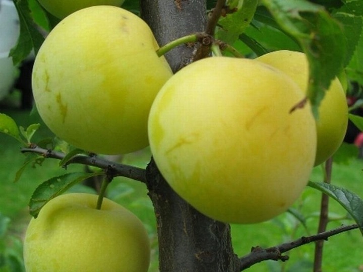 Śliwa RENKLODA ULENA polecana ODMIANA SAMOPYLNA duże PYSZNE DUŻE OWOCE