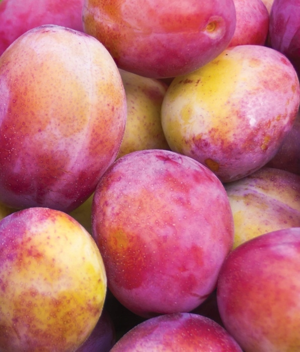 Śliwa KRÓLOWA WIKTORIA - doskonała DUŻA SŁODKA samopylna SOCZYSTA