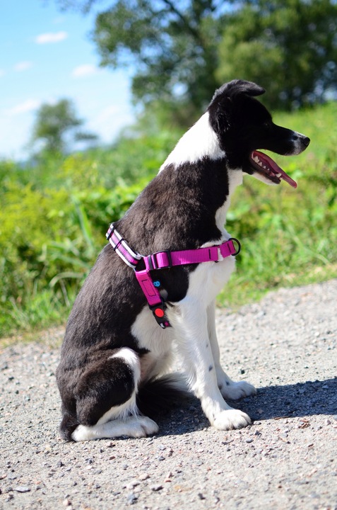 Szelki treningowe dla psa typu easy walk, ODBLASKI