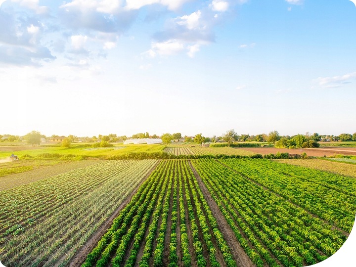 Mospilan 20SP 40g SUMI AGRO acetamipryd, stonka, mszyca, opuchlak,