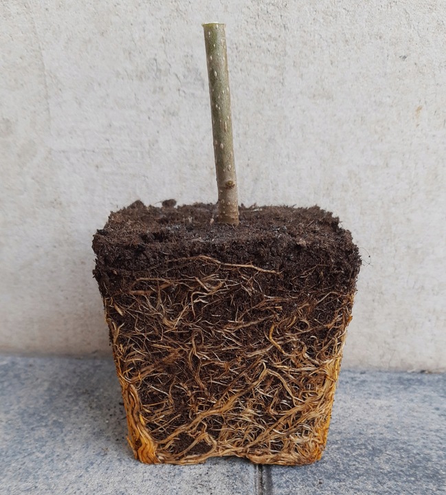 Drzewo tlenowe Paulownia Shan Tong Już zdrewniała przyrost roczny 3