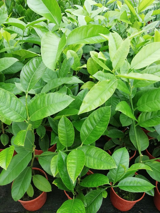 CYTRYNA SKIERNIEWICKA Cytrus