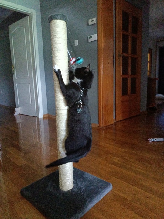 DRAPAK KOTA nr 03 , stopka 100 cm , DUŻY KOT