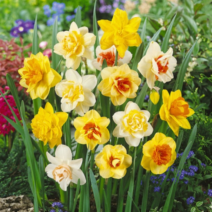 NARCYZ zestaw MIX BOTANICZNY cebulki 50 szt. + GRATIS