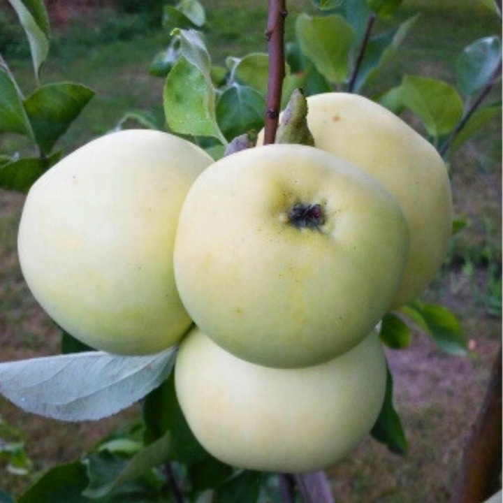 SADZONKI DRZEWKA OWOCOWE JABŁOŃ PAPIERÓWKA STAROPOLSKA WCZESNA