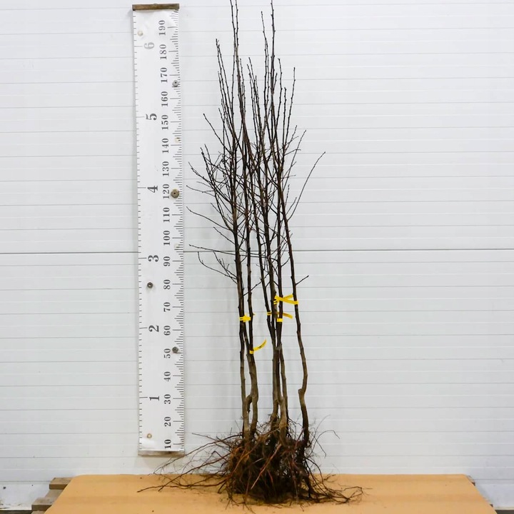 SADZONKI DRZEWKA OWOCOWE ŚLIWA TOPHIT PÓŹNA BARDZO DUŻA SOCZYSTA