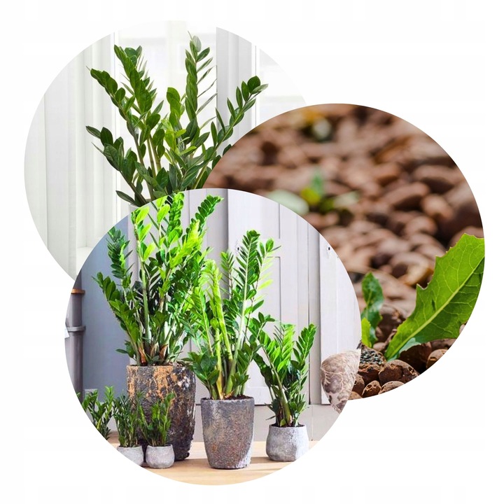 Zamiokulkas Zamiolistny ŻELAZNA ROŚLINA Zamia Ładna Duża Zdrowa