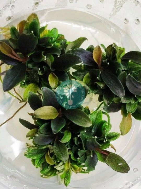 Bucephalandra "Mini Red"