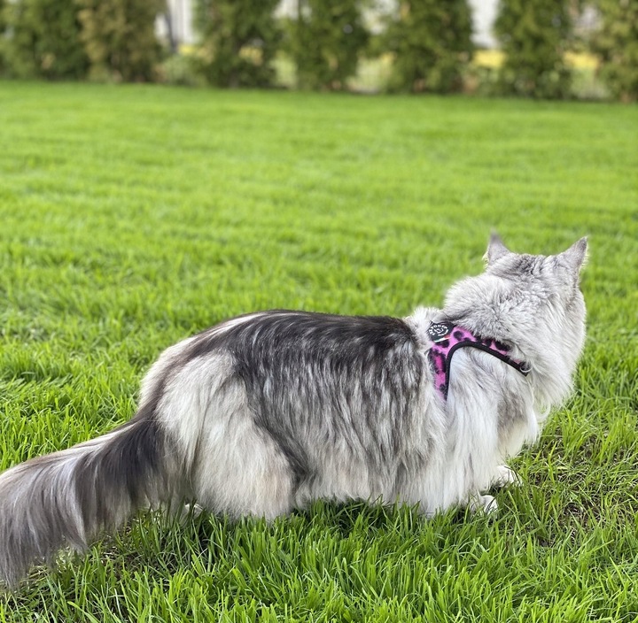 SZELKI dla dużego kota 38-48cm do 6kg Brytyjski TRE PONTI Leopard różowe