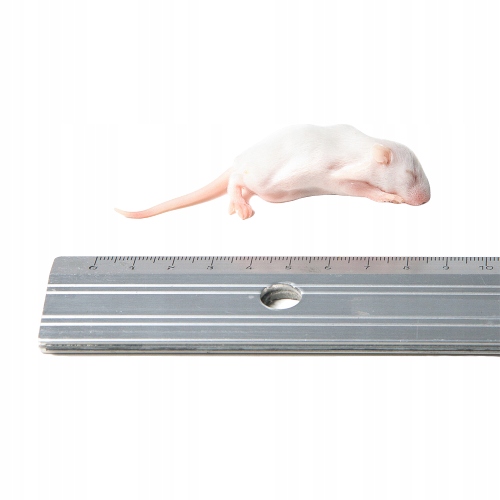 Myszy mrożone oseski 5/6g 25 sztuk + suchy lód