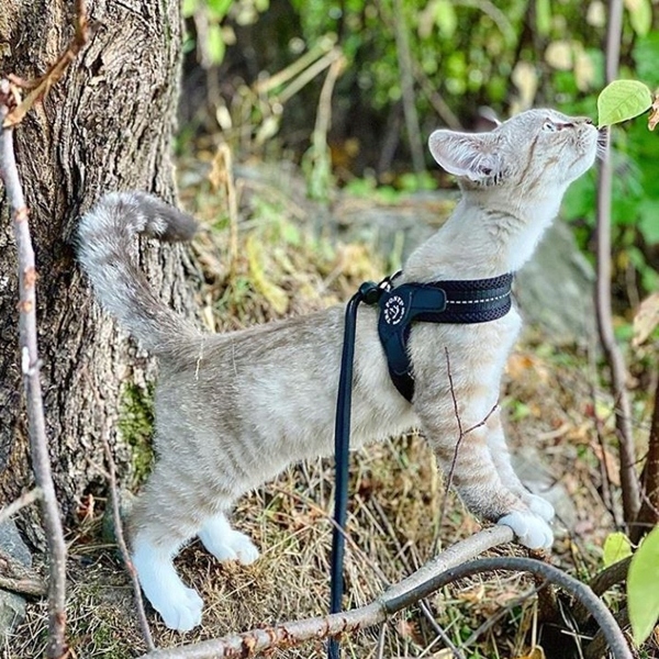 SZELKI dużego kota 43-53cm powyżej 6kg TRE PONTI czarne MIĘKKIE oddychające