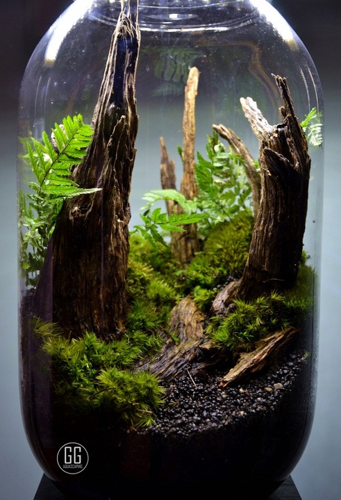 DSM Day- ukorzeniacz