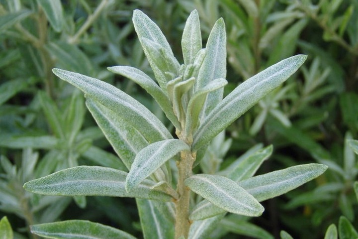 Rokitnik SAMOPYLNY bomba witamin 2 letnia, doniczka 2 litrowa