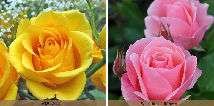 RÓŻA RÓŻE KOLOROWY PAKIET - 12 PACHNĄCYCH RÓŻ