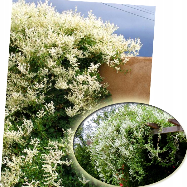 NAJSZYBCIEJ ROSNĄCE PNĄCZE - FALLOPIA ROŚNIE 6 METRÓW NA ROK SADZONKA