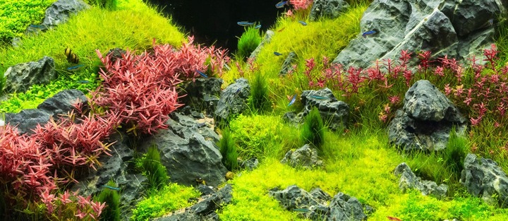 Zestaw nawozów 3x500ml CARBO MACRO MICRO akwarium