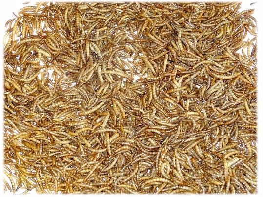 SUSZONE LARWY MĄCZNIKA MŁYNARKA pokarm dla JEŻA ŻÓŁWIA RYB JASZCZURKI