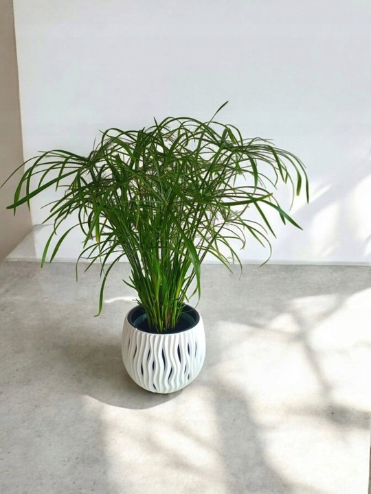 Papirus Cibora zmienna Cyperus alternifolius do Domu Ogrodu i Oczek