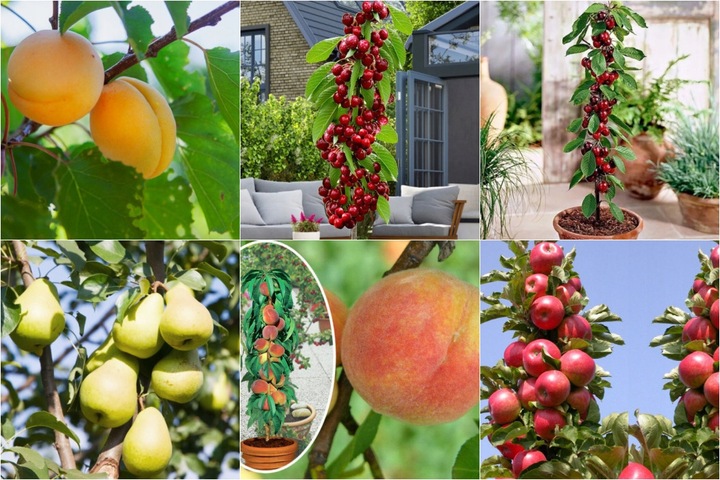 JABŁOŃ GRUSZA CZEREŚNIA WIŚNIA BRZOSKWINIA MORELA KOLUMNOWE PAKIET 6