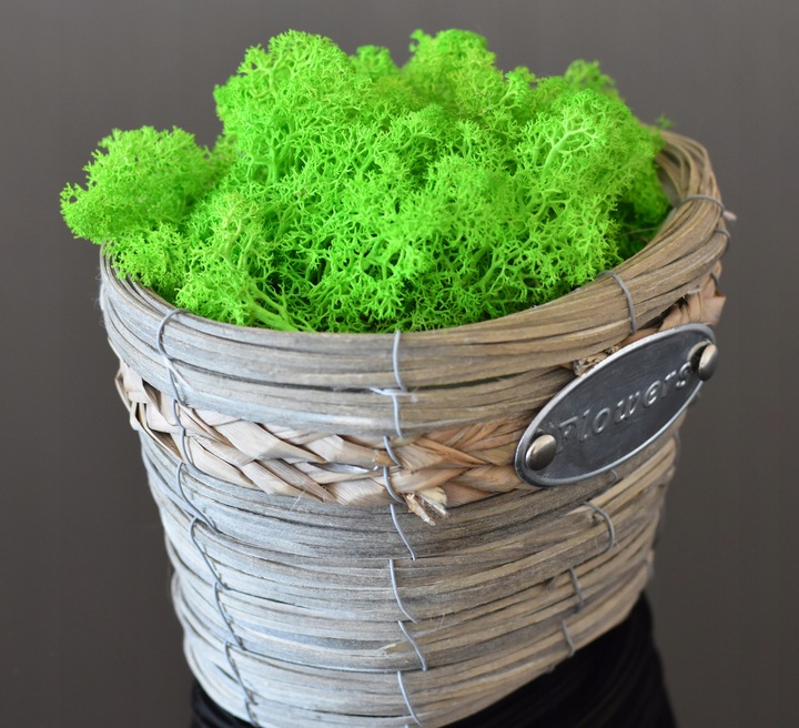 MECH + ODŻYWKA Chrobotek 500 0.5kg CZYSTY ZIELONY BOX + ODŻYWKA GRATIS