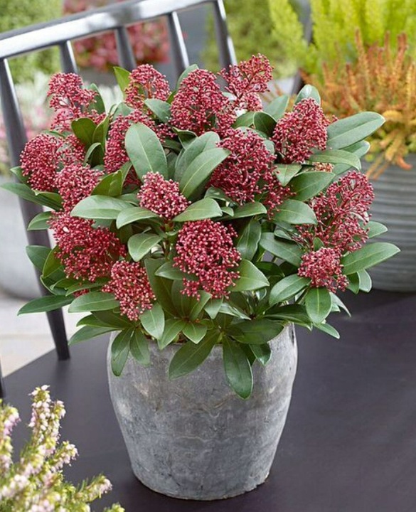 SKIMIA JAPOŃSKA Duże Sadzonki 1L 'Rubella'