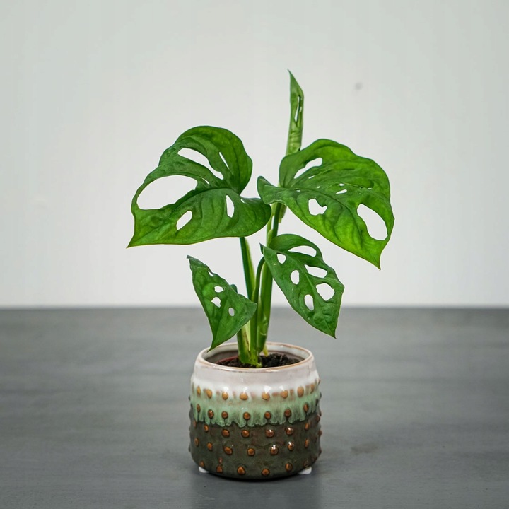 Monstera Monkey Mask XS Dziurawa Przepiękny Kwiat