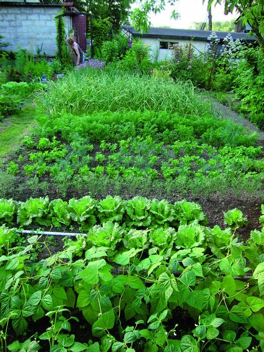 PRAWDZIWY OBORNIK KOŃSKI NIEGRANULOWANY NAJLEPSZY JESIENNY NAWÓZ WOREK