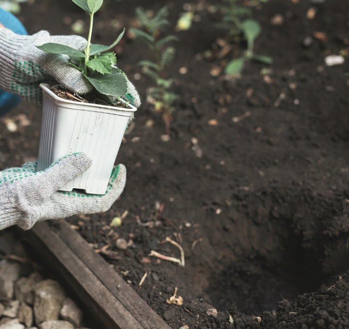 Spalinowy Świder Ziemny Wiertnica Spalinowa Glebowa 2 Wiertła SCHEPPACH