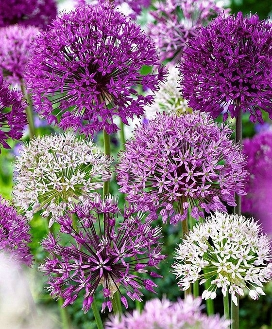 ALLIUM CZOSNEK OLBRZYMI OZDOBNY MIX cebulki 20 szt. + GRATIS