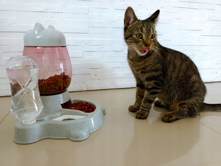 AUTOMATYCZNY PODAJNIK KARMY WODY DLA KOTA PSA