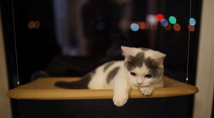 Hamak dla kota do okna – legowisko 55×35, idealne do obserwacji