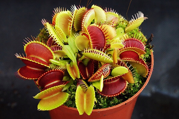 Głodna MUCHOŁÓWKA największa XXXL 4-letnia