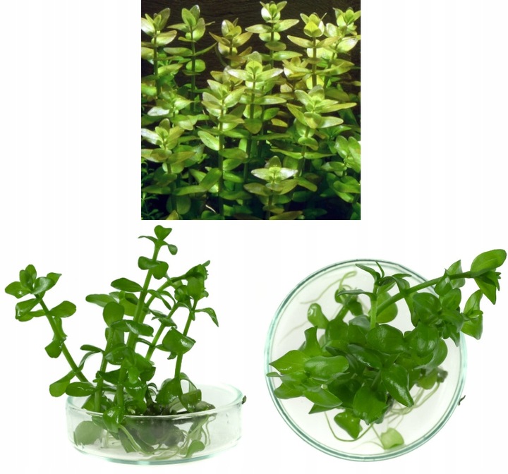 ZESTAW ROŚLIN środkowy plan środek ŁATWY ZESTAW ROŚLIN + gratis PĘSETA