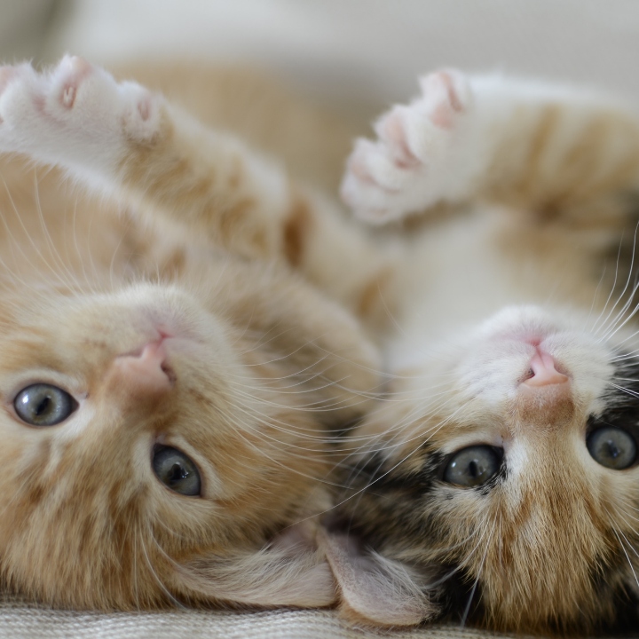 KARMA MOKRA DLA KOTA PREVITAL JUNIOR 52 X 100G SASZETKI DLA KOCIĄT MIX