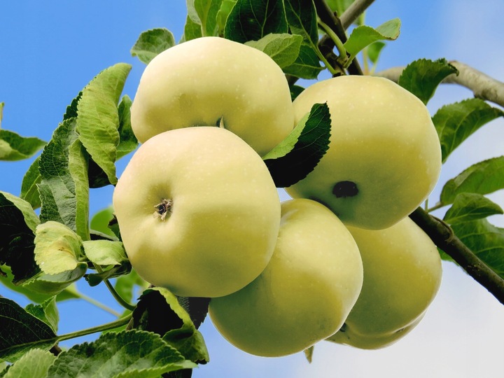 Jabłoń papierówka OLIWKA ŻÓŁTA bardzo wczesna PAPIERÓWKA Z DZIECIŃSTWA