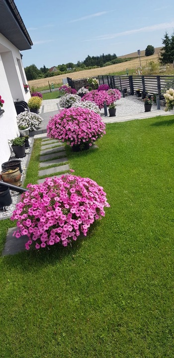 SUPERTUNIA VISTA BUBBLEGUM 6 SZTUK