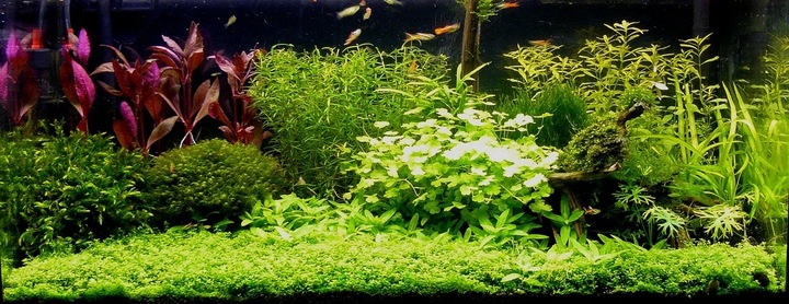 Czarny Piasek Żwirek do Akwarium Naturalny Doskonały dla Roślin 24kg 2-3mm