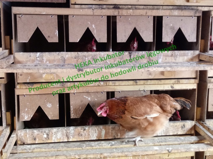 Gniazda dla kur niosek 4 miejsca z szufladą + MATY