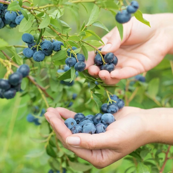 ZIEMIA PODŁOŻE DO BORÓWKI Z NAWOZEM KWAŚNA TORF ROŚLIN KWASOLUBNYCH