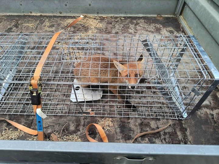 ZYWOŁAPKA PUŁAPKA NA KUNY LISY KOTY BOBRY WYDRY