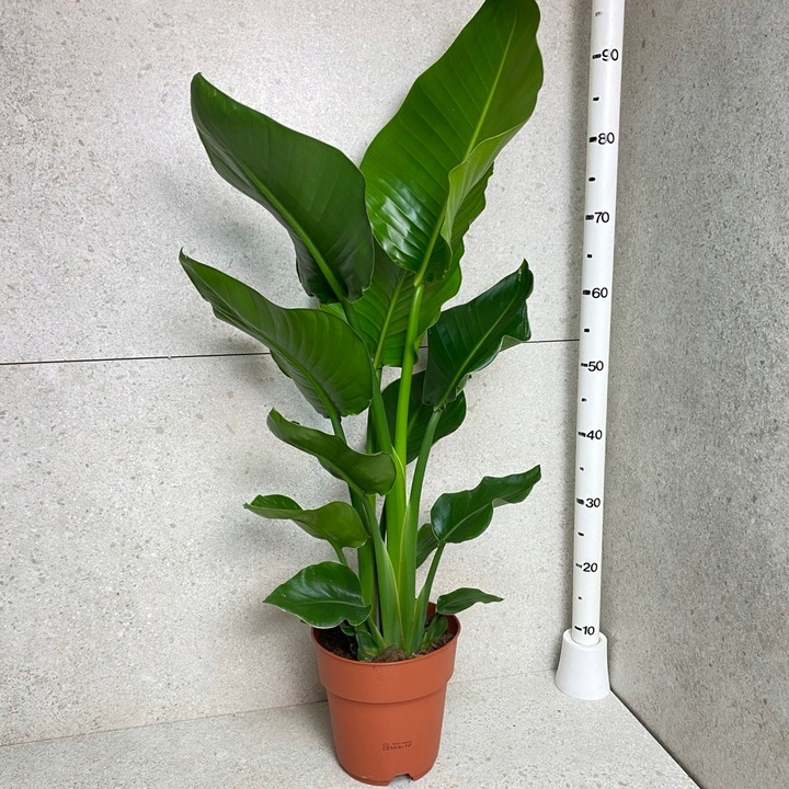 Strelitzia Nicolai Strelicja Biała Rajski Ptak XL