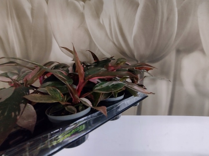 PHILODENDRON 'Pink Princess Marble' Filodendron różowy