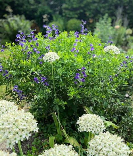 Baptysja Błękitna Bylina DŁUGOWIECZNA Mrozoodporna -35 Stopni Sadzonka