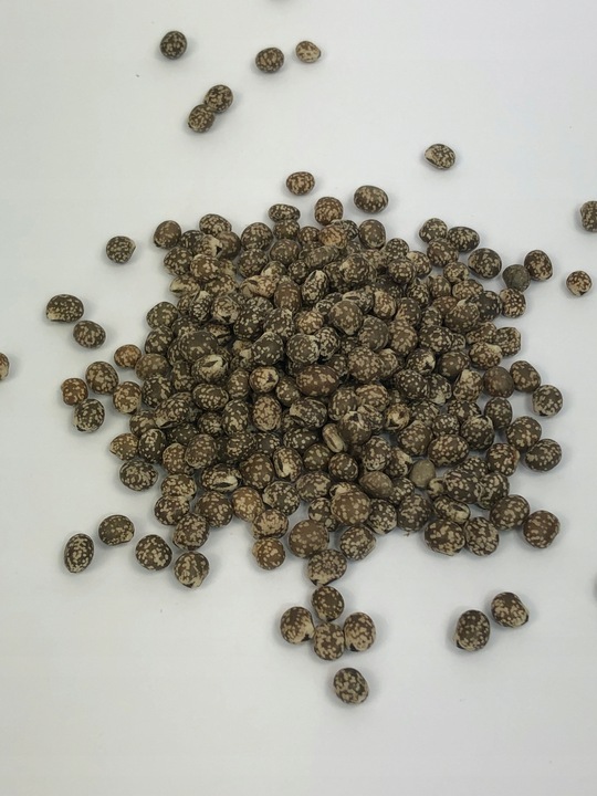 Łubin wąskolistny 25kg GORZKI