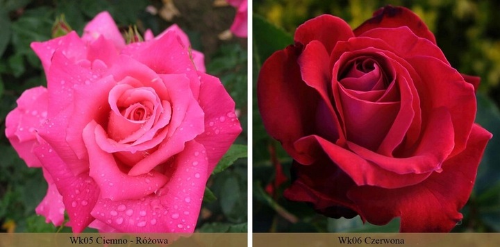 RÓŻA RÓŻE KOLOROWY PAKIET - 12 PACHNĄCYCH RÓŻ