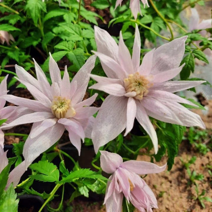 Clematis botaniczny MARKHAM'S PINK POWOJNIK najobficiej kwitnie 1L