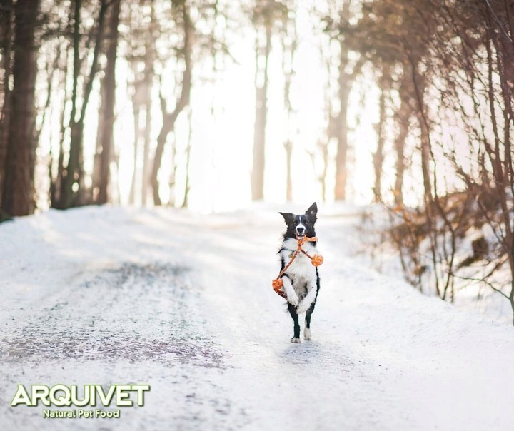 ARQUIVET FRESH Półwilgotna karma dla psa ŁOSOŚ Z INDYKIEM 10kg