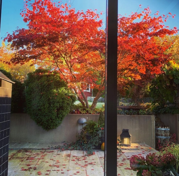 Klon Palmowy ATROPURPUREUM Sadzonka 1L