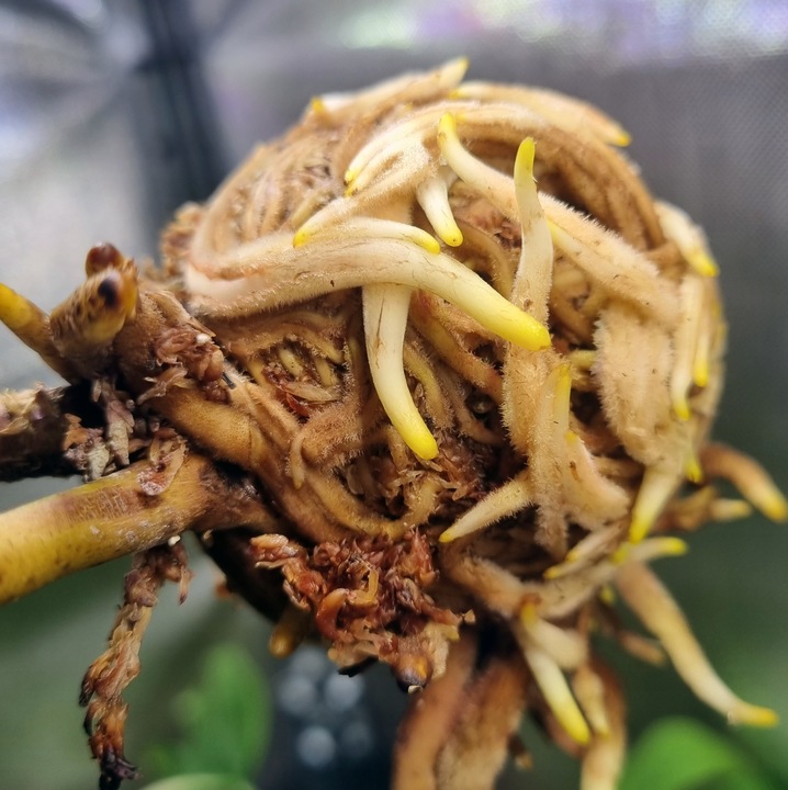 Mech Torfowiec SPHAGNUM 5L Podłoże do Ukorzeniania